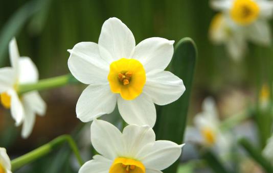 水仙花有毒吗 水仙花能放在卧室内吗