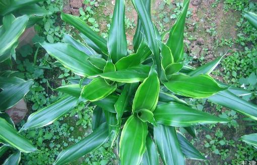 室内观叶植物种类多差异大 观叶植物的常见问题诊治