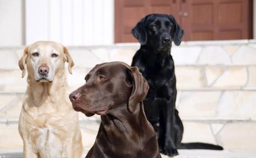 拉布拉多犬AKC标准揭秘 快来看看你家宝贝品种纯不纯