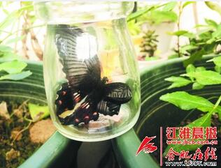 昆虫有哪些？因为一只虫，推荐一本书