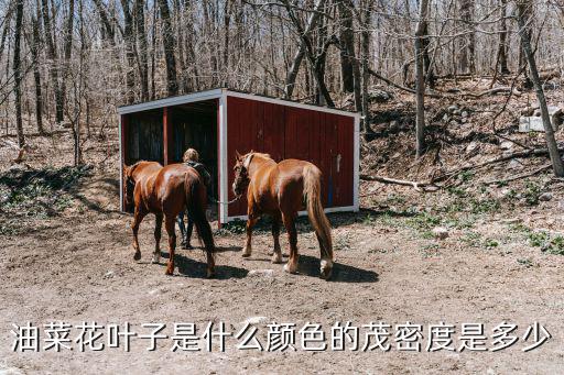 油菜花叶子是什么颜色的茂密度是多少