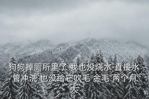 狗狗掉厕所里了 我也没烧水 直接水管冲洗 也没给它吹毛 金毛 两个月大